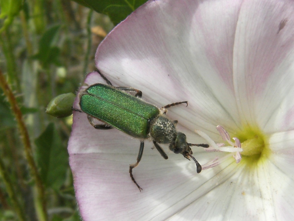 Cerocoma schreberi (Meloidae)